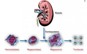 Diagrama de helmint și trombocite - Provoacă trombocitopenie de viermi